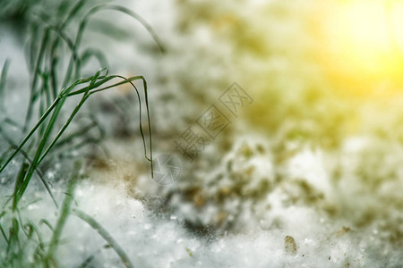 地面上的杨树绒毛像夏天的雪图片