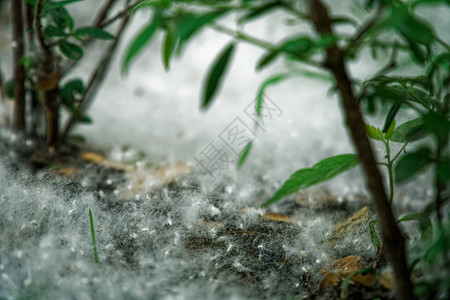 地面上的杨树绒毛像夏天的雪图片