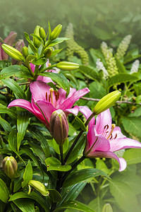粉红百合花园里美丽的百合花图片