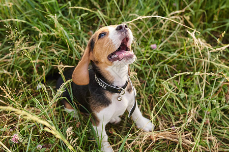 小猎犬小狗伸出舌头坐在草地上为任图片