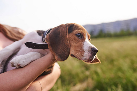 Beagle小比目狗为了任何目的向图片