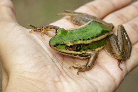 稻田绿色青蛙或绿稻Ranaerethr图片