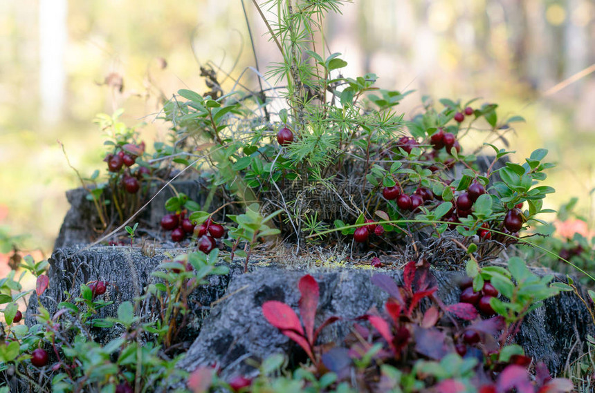 树荫下的果汁浆红莓草在古老的树桩上繁衍不息地生长图片