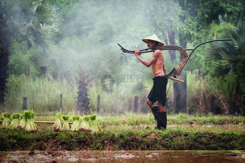 泰国农民在泰国农村边的稻田图片