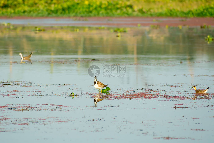 在湖田中与开花的水葫芦Eichhorniacrassipes一起游泳Thattekad鸟类保护区图片