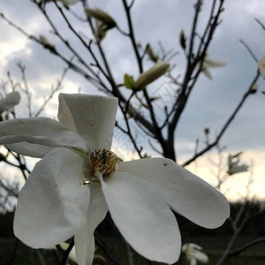 盛开的花玉兰图片