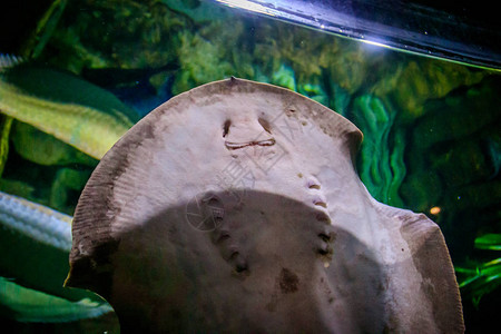 水族馆里的黄貂鱼海洋的居民图片