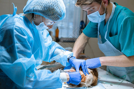 兽医牙和麻醉师为狗清洁牙齿的手术图片
