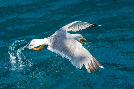 海鸥飞过海捕食鱼图片