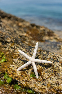 海边沙滩上的海星贝壳在炎热图片