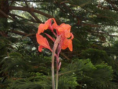 庭园好花夏枯红图片