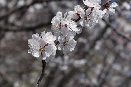 春天盛开的樱花树枝图片