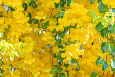 绿叶背景的美丽的黄色花朵图片