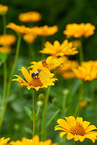 黄色大花环蜜蜂采蜜图片