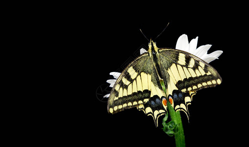 美丽的蝴蝶坐在一朵被黑色隔离的花上五颜六色的蝴蝶坐在雏菊上燕尾蝶图片
