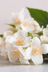 木质背景上盛开的嫩茉莉白花图片