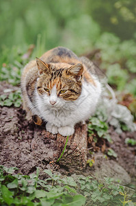 花园草地上的猫可爱的猫在公园里小猫图片
