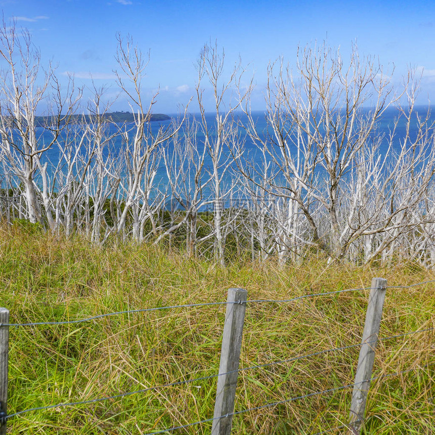 新西兰山丘海岸的蓝天绿草地青蓝天空等白色枯图片