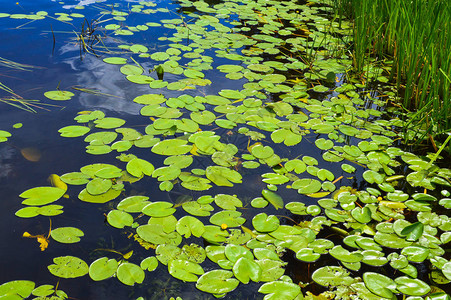 湖河水的纹理与百合植物的绿色叶子图片