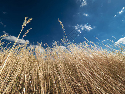 干草和蓝天的领域图片