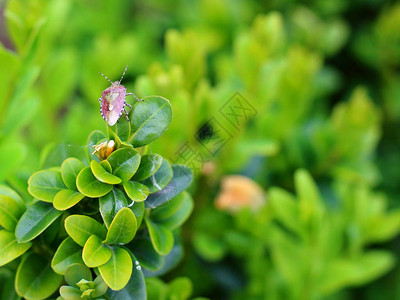 春季花园的BedbugDolycorisbaccarrum在天然背景的小叶子背景图片