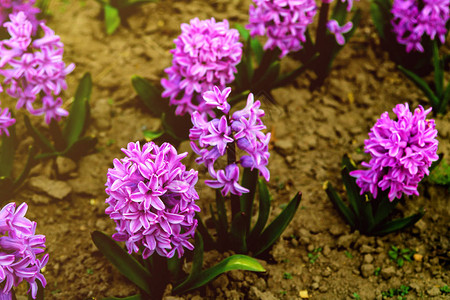 Hyacinth公园中美丽的多彩紫色图片