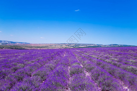 克里米亚的紫菜田盛大的夏季风景天然化妆品芳图片