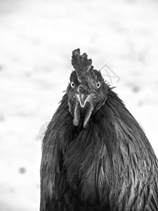 黑白两色的滑稽或幽默地把一只公鸡的头像贴上图片