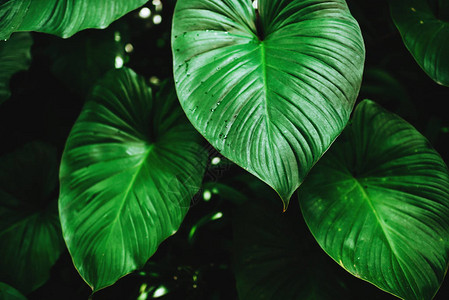 绿色热带树叶的美图片