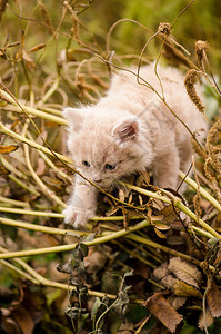 夏天花园的猫咪猫咪图片