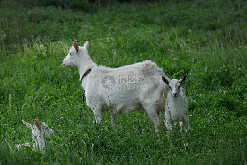 一群山羊和小山羊院子里村屋里的当地家庭山羊山羊站在绿草丛中阳光明媚的春日山图片