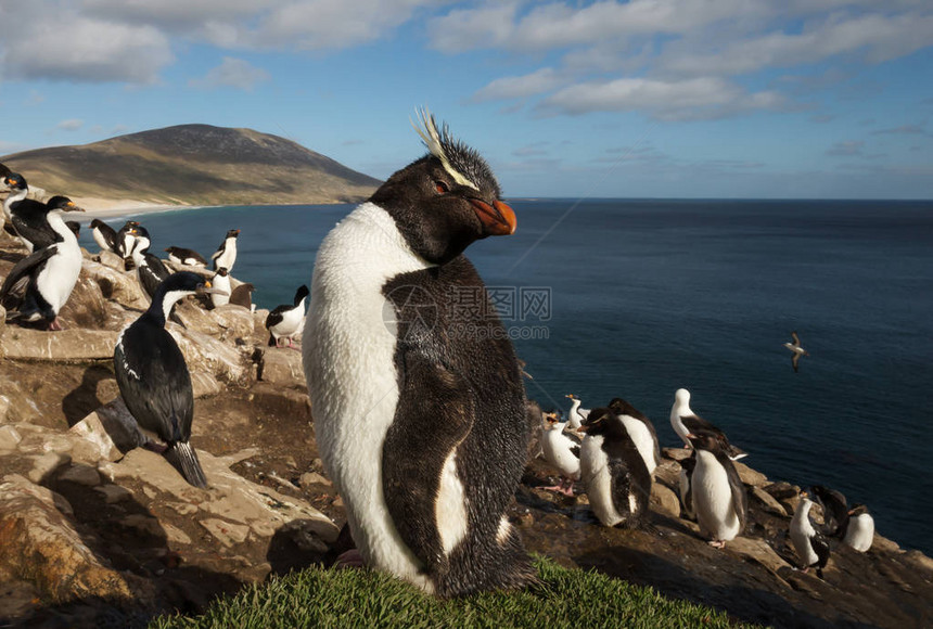 关闭在福克兰群岛沿海地区的一群企鹅和皇家鸬鹚中的跳岩企鹅Eudypteschrys图片