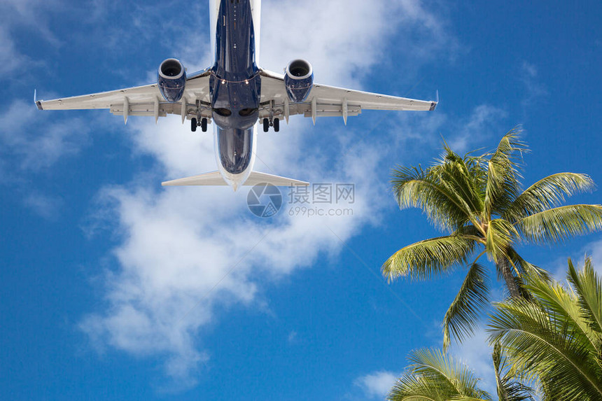 客机飞越热带棕榈树的底视图图片