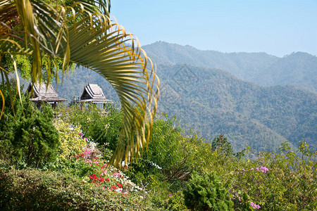 阳光明媚的泰国北部山区风景中的泰鲜花和图片
