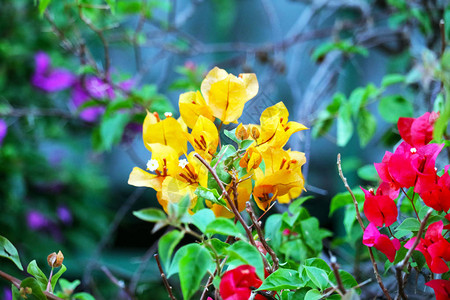 在花园中开花的布干维尔花朵图片