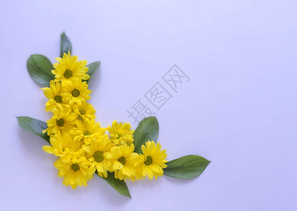 黄色的菊花在薄膜背景图片