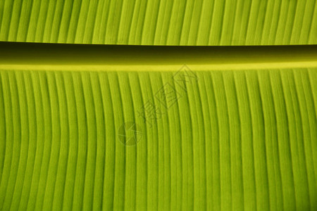 浅的绿色香蕉树叶图片