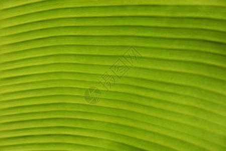 浅的绿色香蕉树叶图片