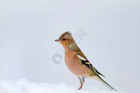 可爱的鸟儿和冬天图片