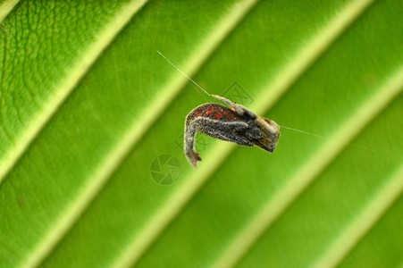 蝎尾蜘蛛图片