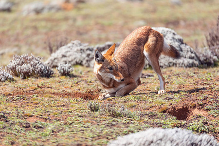 西伯利亚狼哺乳动物豺狼图片素材