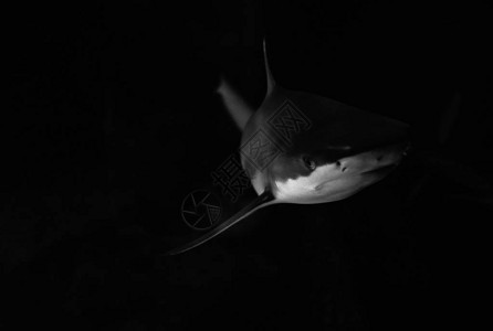 低关键暗底深白鲨关闭海洋图片