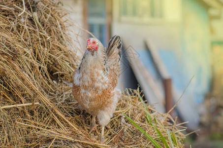 田间有机农场的母鸡自然户外农场农场里的白母鸡农场图片