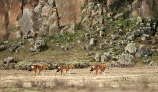 埃塞俄比亚Bale山高原的埃塞俄比亚狼群Canissime图片