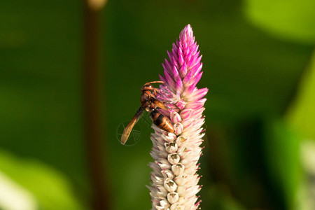 黄蜂像蜜蜂一样是昆虫图片