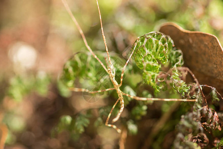 苔藓上的棕色蚱蜢与自然和谐相处图片