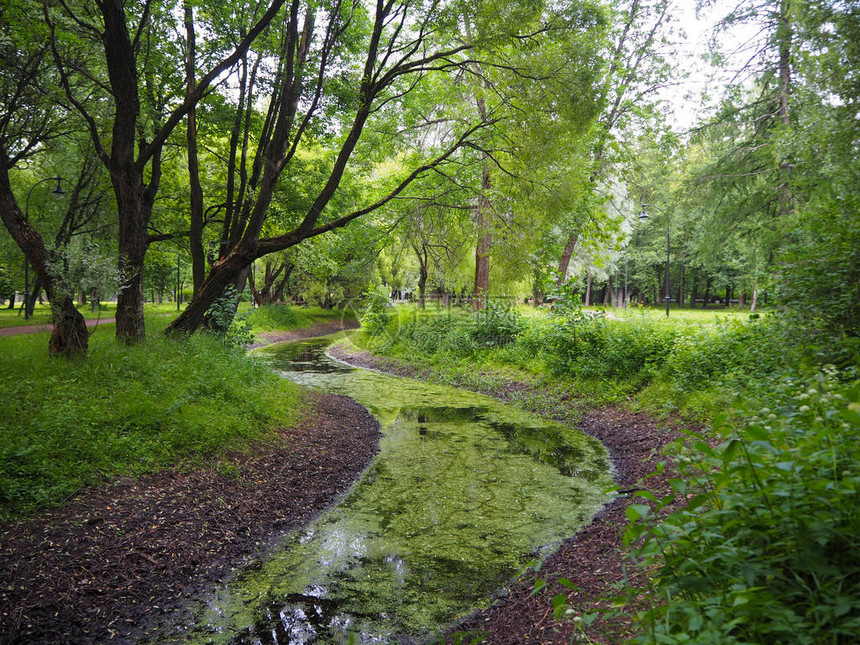 绿色的夏季森林和沼泽泥泞蜿蜒的绿色河流绿色沼泽地景观森林图片