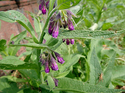 共生香花或真香花的紫花双叶滑根贵格会果背景图片