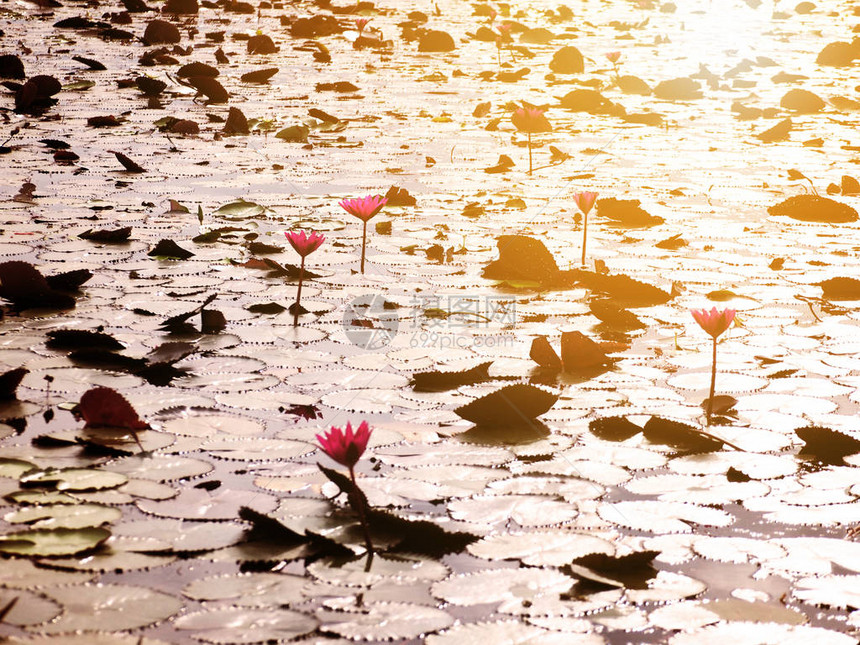 花园池塘的粉红水百合图片