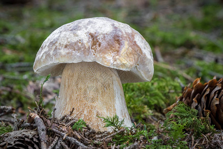 苔藓森林中背景模糊的牛肝菌图片